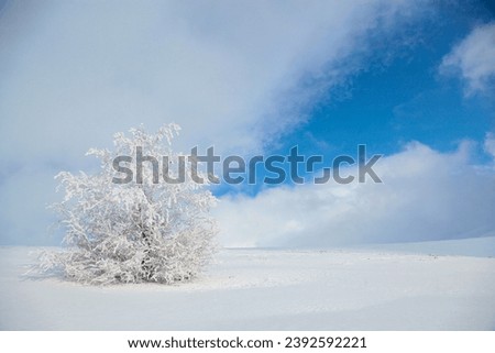Ice Trees in the Uludag Mountain Summit Photo, Winter Season Uludag National Park, Bursa Turkiye (Turkey)