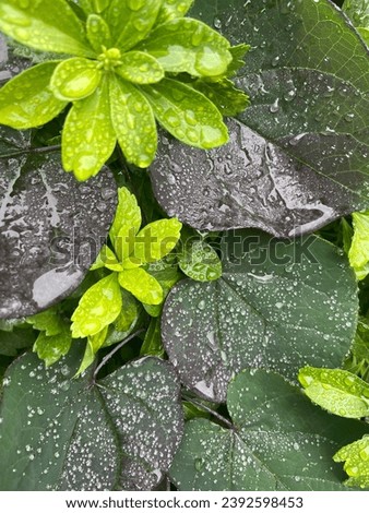 close up of water droplets on green plants and leaves outside 