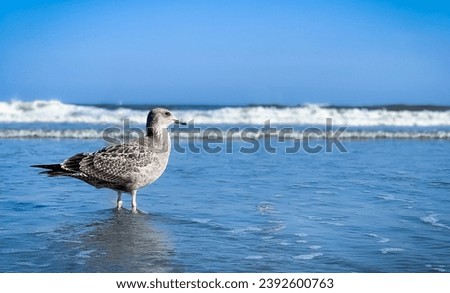 Seagull on the sea at Atlantic beach blue sky and blue sea