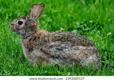 A cute furry brown and white wild rabbit grazes in the grass on a warm summer evening. Cute wildlife photography 
