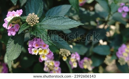 a picture of small hydrangea.