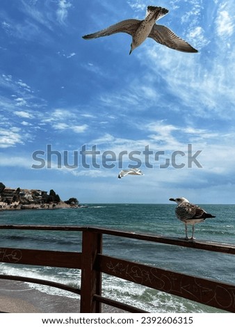 Seagulls of the Black Sea Coast. Pictured in Nessebar, an ancient city and one of the major seaside resorts of Bulgaria. 
