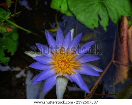 This picture is a beautiful water Lily which is the national flower of Bangladesh.