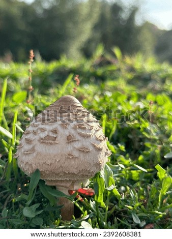 Close up picture of a mushroom during autumn