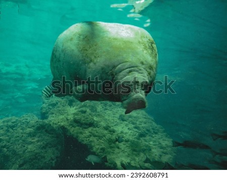 Manatee swimming underwater looking at camera