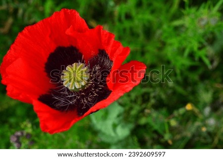 Close up picture of a red poppy during summer