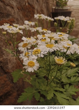 white flowers with beautiful and abundant yellow pollen 