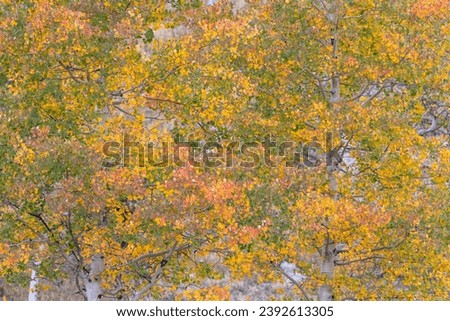Aspen leaves changing color on trees in autumn in the Colorado high country. Royalty-Free Stock Photo #2392613305