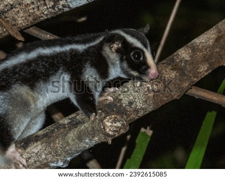 Striped Possum in Queensland Australia