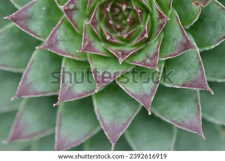 one green stone flower sedum, blurry photo, defocus, for background, texture, green plant flower-shaped, gradient, gradient, green, blurred background, sedum, bush, succulent, thick-leaved plant Royalty-Free Stock Photo #2392616919