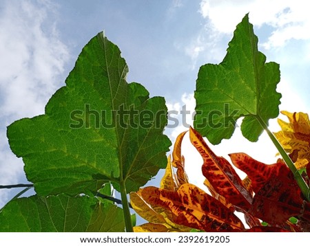 Picture of nature Colorful leaves