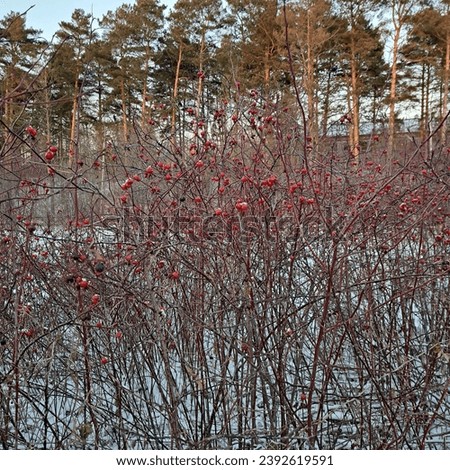red wild berries on bushes natural winter day landscape photo image 