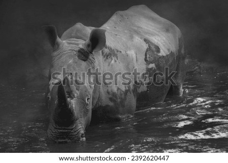 Fine Art picture of "Sumatran Rhinoceros" are wallowing in a pond, black and white format with grainy