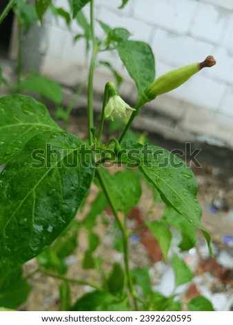 A picture of flowers and chilies photographed after the rain