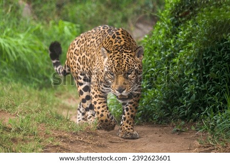 A jaguar walks through the jungle of South America. Royalty-Free Stock Photo #2392623601