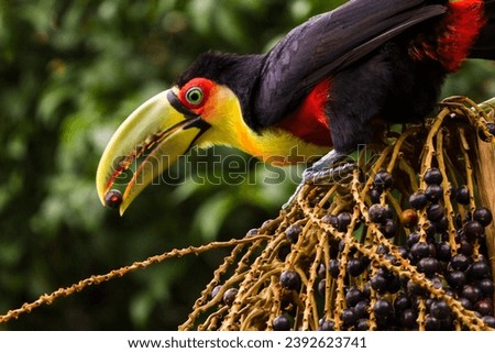 Beautiful colorful toucan on a palm tree