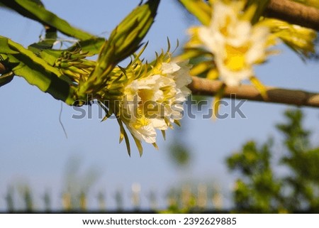 Close-up view of Dragon Fruit Flower is Blooming in the garden