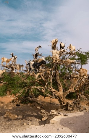 Embark on a whimsical journey to the Moroccan countryside with this enchanting collection of images showcasing the iconic tree-climbing goats. Captured from a ground-up perspective against a clear 