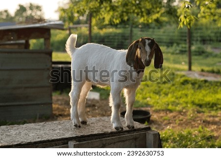 A beautiful picture of a baby Boer goat standing on a box in a pasture and looking right at the camera