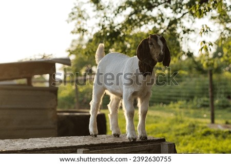 A beautiful picture of a baby Boer goat standing on a box in a pasture and looking right at camera