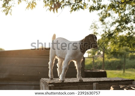 A beautiful picture of a baby Boer goat standing on  a box in a pasture and looking away from the  camera