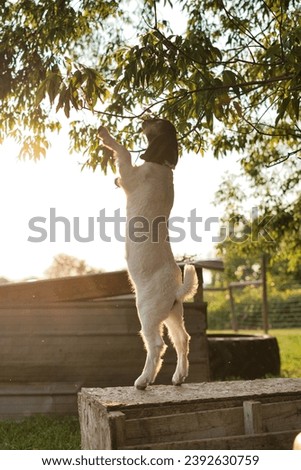A beautiful picture of a baby Boer goat standing on its hind legs trying to reach leaves of a tree on a box in a pasture.