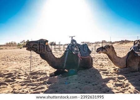 Experience the majestic beauty of the desert with this captivating series of high-quality images featuring camels against diverse backdrops. From the serene dunes at sunrise casting long shadows 