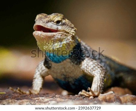 The yellow-backed spiny lizard, scientifically known as Sceloporus uniformis, gets its name from the bright yellow coloration on its back.  Royalty-Free Stock Photo #2392637729