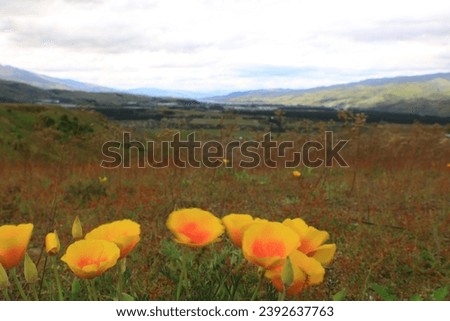 Golden poppy flowers blooming across the fields in New Zealand