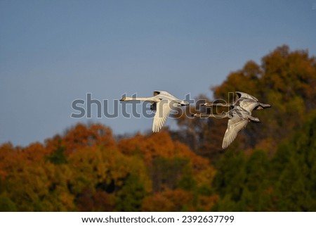 Whooper swan in flight against the background of Japanese autumn leaves. 