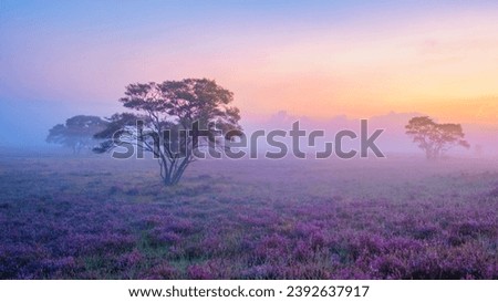Zuiderheide National Park Veluwe, purple pink heather in bloom, blooming heater on the Veluwe by Laren Hilversum Netherlands during sunrise with fog and mist Royalty-Free Stock Photo #2392637917