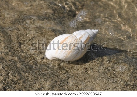Shellfish, sea snails, often found off the coast of tropical areas