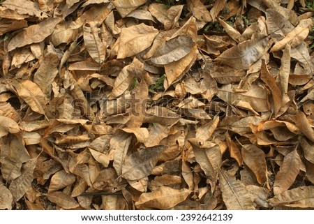 Beige leaf patterned background design space,dry leaves
