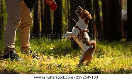 Walking with a dog in a forest on a summer sunny day. Stock footage. Active lifestyle, man walking in forest park with pet.