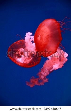 Jellyfish is a marine animal.