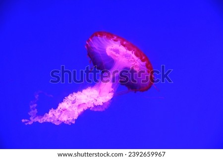 Jellyfish are a type of marine animal.