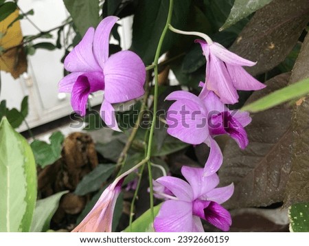 Dendrobium bigibbum, cooktown orchid, mauve butterfly orchid in the garden with blurry background. Anggrek larat