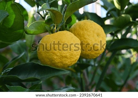 Yuzu (Citrus junos) fruits. The fruit season is from September to December, and it has a strong sour taste and is used as a spice in Japanese cuisine and as a herbal medicine. Royalty-Free Stock Photo #2392670641