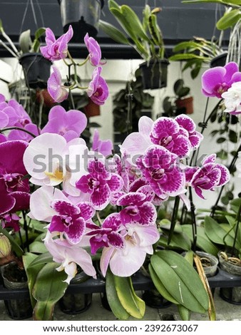 Pictures of close up orchids (purple)