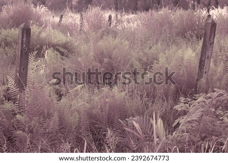 infrared image of the shadow and light in the plantation field.