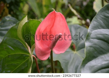 The flamingo flower or Anthurium andraeanum is a flowering plant originating from southwestern South America, especially Ecuador and Colombia.