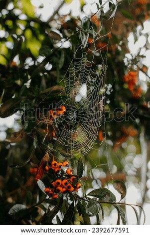 a close up of a spider web on a tree, a cartoon, pexels, with fruit trees, stock photo, halloween decorations