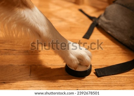 Dog Paw Pressing Bell to Communicate