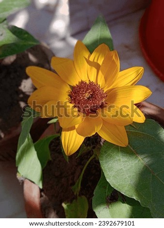 Common sunflower plant morning image 