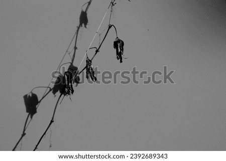 A branch of a plant with dry leaves on the background of the wall. The sun illuminates the branch of plants with dried leaves. The shadow on the wall from the dry leaves of the plant.