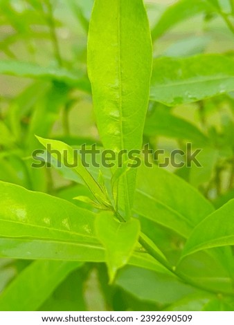 green leaves with background, picture taken in garden closeup of green leaves.