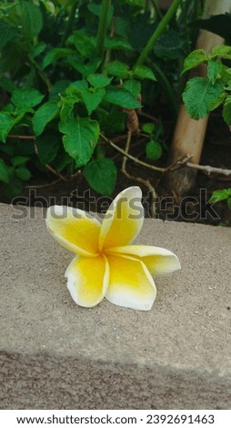 The beauty of frangipani flowers in a garden is captivating, their vibrant colors and delicate petals painting a picturesque scene that exudes tranquility and natural elegance