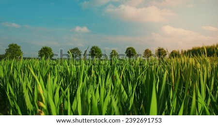 Beautiful view of endless green agricultural field of gladioli. Sword lily before flowering. Blue bright cloudy sky, fresh spring day. Countryside.  Royalty-Free Stock Photo #2392691753