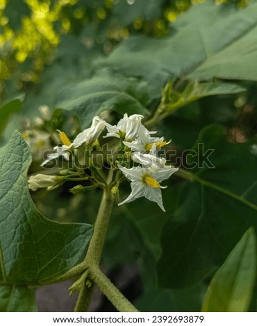 Turkey berry flowering plant to provide beautiful picture. 