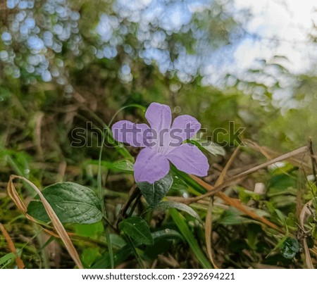 Ruellia humilis flower on the forest area. 